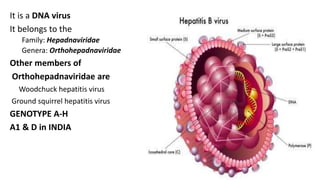 .
It is a DNA virus
It belongs to the
Family: Hepadnaviridae
Genera: Orthohepadnaviridae
Other members of
Orthohepadnaviridae are
Woodchuck hepatitis virus
Ground squirrel hepatitis virus
GENOTYPE A-H
A1 & D in INDIA
 