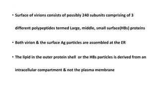 .
• Surface of virions consists of possibly 240 subunits comprising of 3
different polypeptides termed Large, middle, small surface(HBs) proteins
• Both virion & the surface Ag particles are assembled at the ER
• The lipid in the outer protein shell or the HBs particles is derived from an
intracellular compartment & not the plasma membrane
 