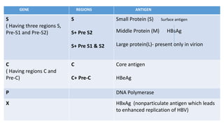 . GENE REGIONS ANTIGEN
S
( Having three regions S,
Pre-S1 and Pre-S2)
S
S+ Pre S2
S+ Pre S1 & S2
Small Protein (S) Surface antigen
Middle Protein (M) HBsAg
Large protein(L)- present only in virion
C
( Having regions C and
Pre-C)
C
C+ Pre-C
Core antigen
HBeAg
P DNA Polymerase
X HBxAg (nonparticulate antigen which leads
to enhanced replication of HBV)
 