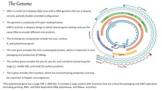 The Genome
• HBV is a small (3.2-kilobase [kb]) virus with a DNA genome that has a relaxed,
circular, partially double-stranded configuration.
• The genome is composed of 4 open reading frames
(ORFs) and has a compact design in which several genes overlap and use the
same DNA to encode different viral proteins.
• The 4 viral genes components include the core, surface,
X, and polymerase genes.
• The core gene encodes the core nucleocapsid protein, which is important in viral
packaging and production of HBeAg.
• The surface gene encodes the pre-S1, pre-S2, and S proteins (comprising the
large [L], middle [M], and small [S] surface proteins).
• The X gene encodes the X protein, which has transactivating properties and may
be important in hepatic carcinogenesis,
•The polymerase gene has a large ORF ( ≈800 AA). It encodes a large protein with functions that are critical for packaging and DNA replication
(including priming, RNA- and DNA-dependent DNA polymerase, and RNase activities).
 