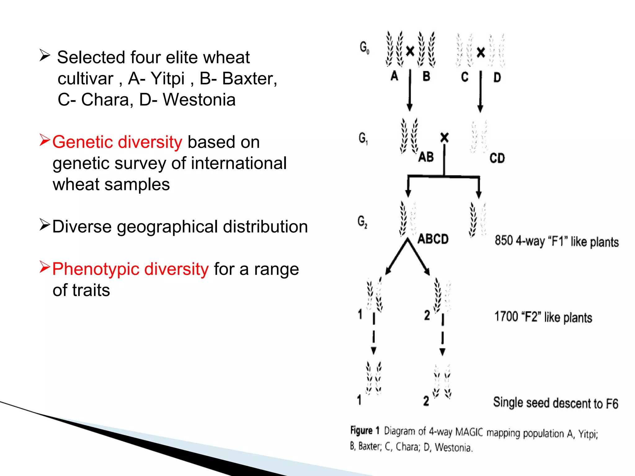 Selected four elite wheat
  cultivar , A- Yitpi , B- Baxter,
  C- Chara, D- Westonia

Genetic diversity based on
 genetic survey of international
 wheat samples

Diverse geographical distribution

Phenotypic diversity for a range
 of traits
 