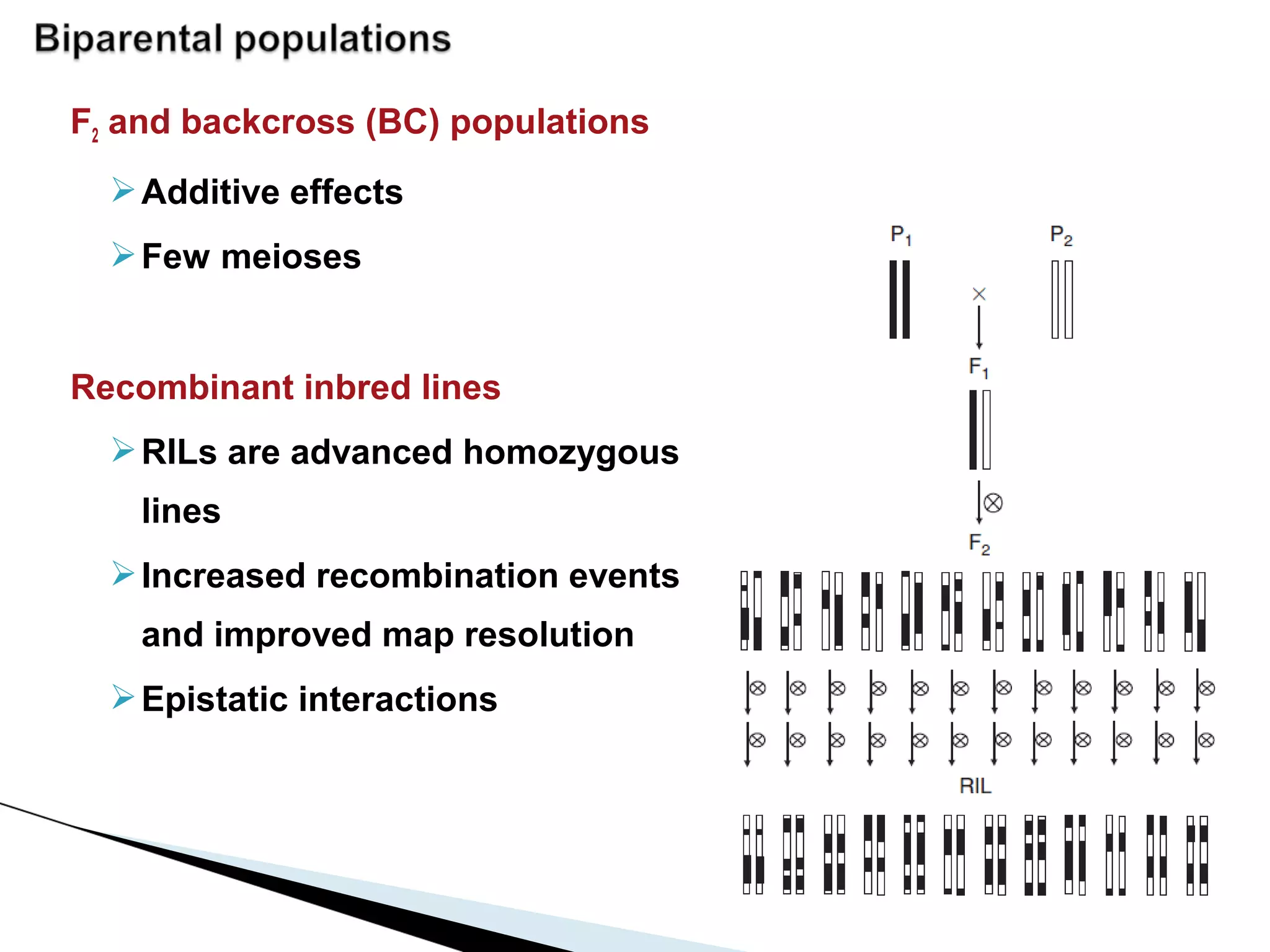 F2 and backcross (BC) populations
   Additive effects
   Few meioses


Recombinant inbred lines
   RILs are advanced homozygous
    lines
   Increased recombination events
    and improved map resolution
   Epistatic interactions
 