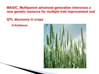 MAGIC, Multiparent advanced generation intercross a
new genetic resource for multiple trait improvement and

QTL discovery in crops
   G.Kalidasan
 