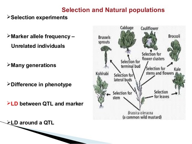 MAGIC :Multiparent advanced generation intercross and QTL discovery