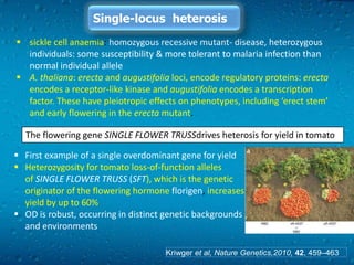 Molecular basis of heterosis in crop plants | PPTX