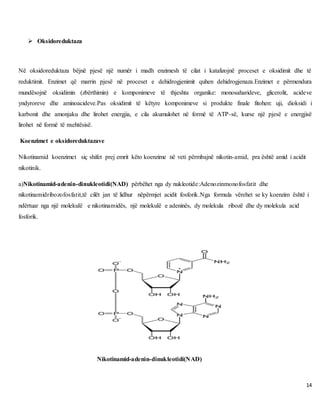 14
 Oksidoreduktaza
Në oksidoreduktaza bëjnë pjesë një numër i madh enzimesh të cilat i katalizojnë proceset e oksidimit dhe të
reduktimit. Enzimet që marrin pjesë në proceset e dehidrogjenimit quhen dehidrogjenaza.Enzimet e përmendura
mundësojnë oksidimin (zbërthimin) e komponimeve të thjeshta organike: monosaharideve, glicerolit, acideve
yndyroreve dhe aminoacideve.Pas oksidimit të këtyre komponimeve si produkte finale fitohen: uji, dioksidi i
karbonit dhe amonjaku dhe lirohet energjia, e cila akumulohet në formë të ATP-së, kurse një pjesë e energjisë
lirohet në formë të nxehtësisë.
Koenzimet e oksidoreduktazave
Nikotinamid koenzimet siç shifet prej emrit këto koenzime në veti përmbajnë nikotin-amid, pra është amid i acidit
nikotinik.
a)Nikotinamid-adenin-dinukleotidi(NAD) përbëhet nga dy nukleotide:Adenozinmonofosfatit dhe
nikotinamidribozofosfatit,të cilët jan të lidhur nëpërmjet acidit fosforik.Nga formula vërehet se ky koenzim është i
ndërtuar nga një molekulë e nikotinamidës, një molekulë e adeninës, dy molekula ribozë dhe dy molekula acid
fosforik.
Nikotinamid-adenin-dinukleotidi(NAD)
 