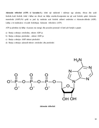 18
Adenozin trifosfati (ATP) si koenzim-Ky është një nukleotid i ndërtuar nga adenine, riboza dhe acidi
fosforik.Acidi fosforik është i lidhur me ribozë me lidhje esterike.Komponimi me një acid fosforik quhet Adenozin-
monofosfat (AMP).Në qoftë se janë dy molekula acid fosforik atëherë emërtohet si Adenozin-difosfat (ADP).
Lidhja e tri molekulave të acidit fosforikjep Adenozin trifosfatin (ATP).
ATP-ja përmban dy lidhje të pasura me energji dhe posedon potencial të lartë për bartjën e grupit:
a) Bartja e mbetjes ortofosfate, mbetet ADP-ja
b) Bartja e mbetjes pirofosfate , mbetet AMP-ja
c) Bartja e mbetjes AMP mbetet pirofosfati
d) Bartja e mbetjes adenozil-mbetet ortofosfati dhe pirofosfati
Adenozin trifosfati
 