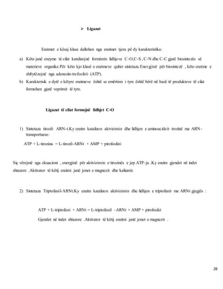 28
 Ligazat
Enzimet e kësaj klase dallohen nga enzimet tjera pë dy karakteristika:
a) Këto janë enzyme të cilat katalizojnë formimin lidhjeve C-O,C-S , C-N dhe C-C gjatë biosintezës së
materieve organike.Për këto kjo klasë e enzimeve quhet sintetaza.Energjinë për biosintezë , këto enzime e
shfrytëzojnë nga adenozin-trefosfati (ATP).
b) Karakterisik e dytë e këtyre enzimeve është se emërtimi i tyre është bërë në bazë të produkteve të cilat
formohen gjatë veprimit të tyre.
Ligazat të cilat formojnë lidhjet C-O
1) Sintetaza tirozil- ARN-t.Ky enzim katalizon aktvizimin dhe lidhjen e aminoacideit trozinë me ARN-
transportuese:
ATP + L-tirozina = L-tirozil-ARNt + AMP + pirofosfati
Siç vërejmë nga ekuacioni , energjinë për aktivizimin e tirozinës e jep ATP-ja .Ky enzim gjendet në indet
shtazore .Aktivator të këtij enzimi janë jonet e magnezit dhe kaliumit.
2) Sintetaza Triptofanil-ARNt.Ky enzim katalizon aktivizimin dhe lidhjen e triptofanit me ARNt gjegjës :
ATP + L-triptofani + ARNt = L-triptofanil –ARNt + AMP + pirofosfat
Gjendet në indet shtazore .Aktivator të këtij enzimi janë jonet e magnezit .
 