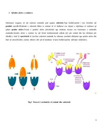 6
 Qëndra aktive e enzimeve
Substancat reaguese në një reaksion enzimatik janë quajtur substrate.Nga bashkëveprimi i tyre formohet një
produkt specifik.Molekulat e substratit lidhen te enzimat në të thelluarat ose xhepat e sipërfaqes së enzimave që
quhen qendra aktive.Forma e qendrës aktive përcaktohet nga struktura terciare ose kuaternare e molekulës
enzimatike.Qendra aktive e enzimes ka një formë tredimensionale unikale për çdo enzimë dhe kjo dëshmon për
shkallën e lartë të specivitetit të tyre.Kur reaksioni enzimatik ka mbaruar, produkti shkëputet nga qendra aktive dhe
futet në citosol.Kështu enzima mbetet e lirë për të katalizuar të tjera bashkëveprime ndërmjet molekulave.
Fig.1 Procesi i varshmëris së enzimit dhe substratit
 