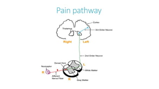 Pain Input/output SEMINAR I & II PAIN PATHWAY.pptx