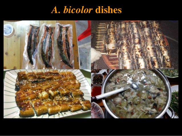 Eel Aquaculture And Marketing By Dr Yu San Han Eel Aquaculture And Marketing By Dr Yu San Han