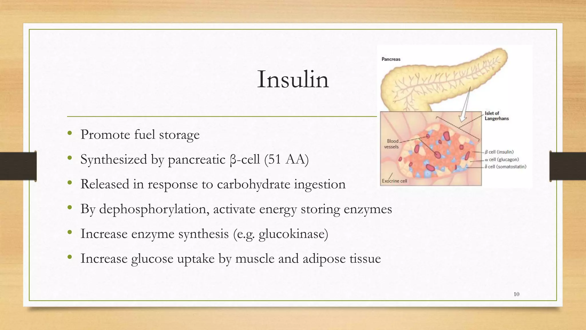 Insulin
• Promote fuel storage
• Synthesized by pancreatic β-cell (51 AA)
• Released in response to carbohydrate ingestion
• By dephosphorylation, activate energy storing enzymes
• Increase enzyme synthesis (e.g. glucokinase)
• Increase glucose uptake by muscle and adipose tissue
10
 