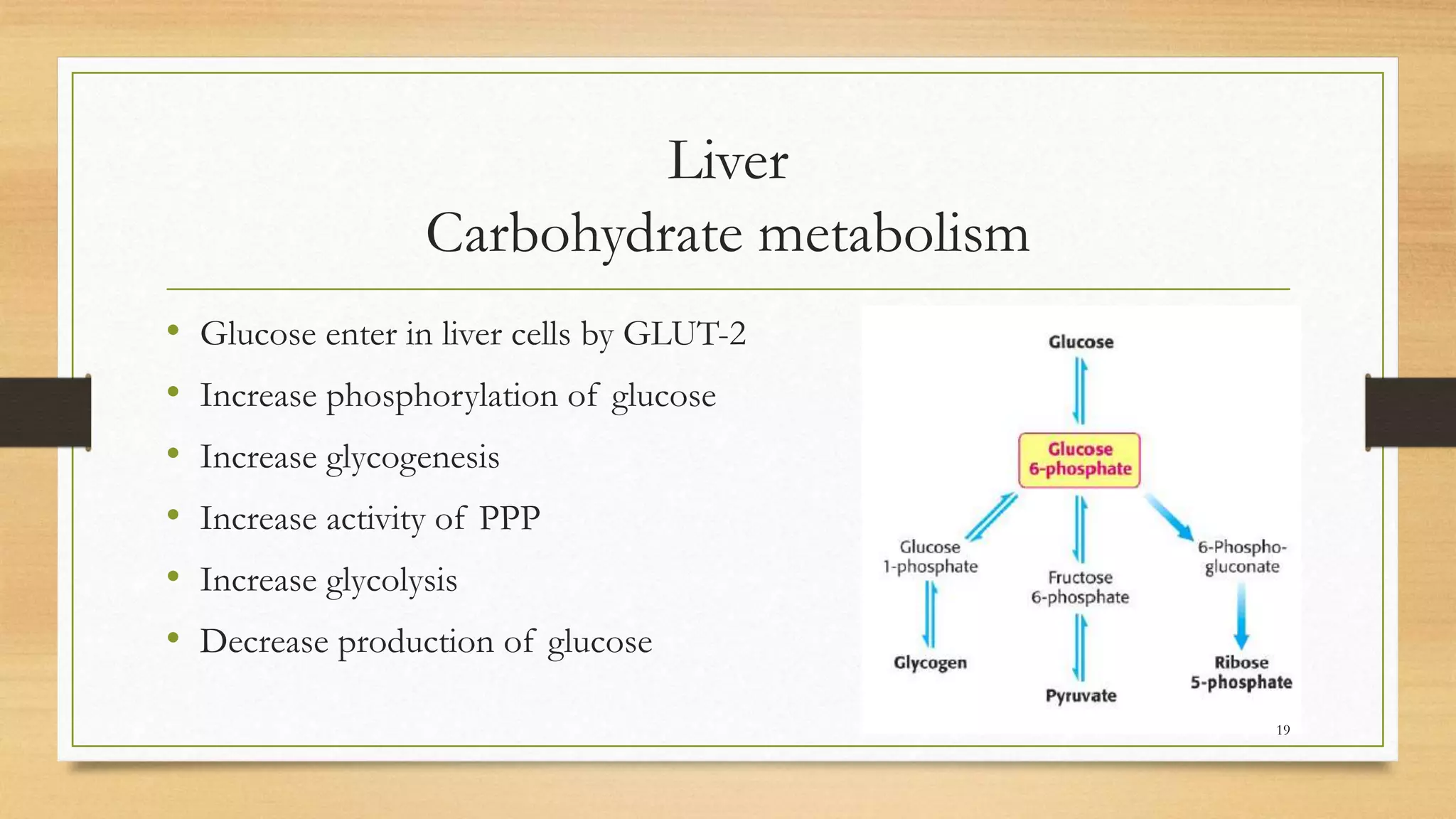 Liver
Carbohydrate metabolism
• Glucose enter in liver cells by GLUT-2
• Increase phosphorylation of glucose
• Increase glycogenesis
• Increase activity of PPP
• Increase glycolysis
• Decrease production of glucose
19
 