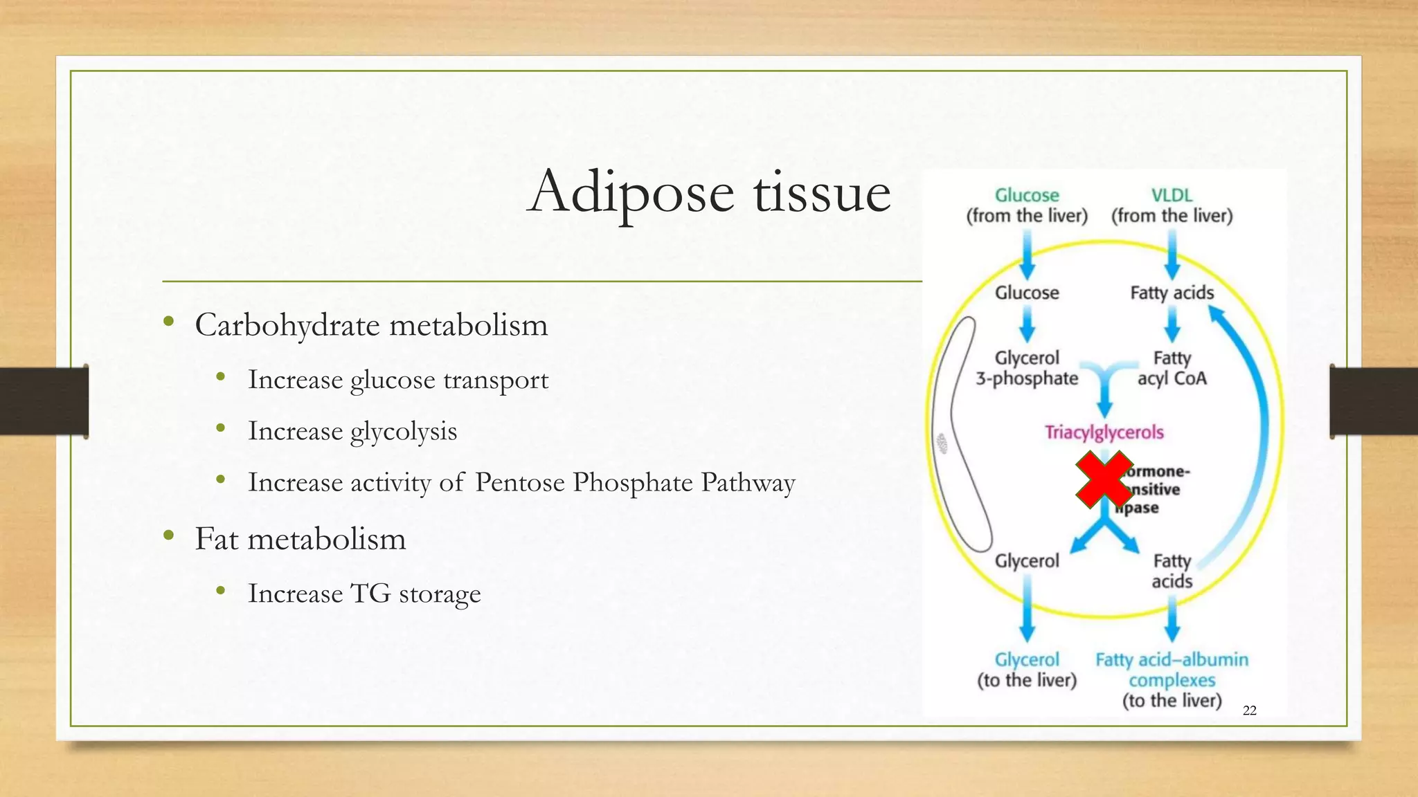 Adipose tissue
• Carbohydrate metabolism
• Increase glucose transport
• Increase glycolysis
• Increase activity of Pentose Phosphate Pathway
• Fat metabolism
• Increase TG storage
22
 