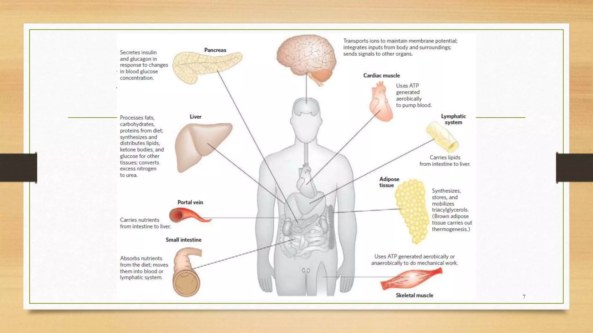 Metabolic functions of the organs
7
 