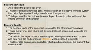 ◦ Stratum spinosum
1.Also called the prickle cell layer
2.This layer contains dendritic cells, which are part of the body’s immune system
that helps fight against foreign invaders such as germs
3.This layer enables the epidermis (outer layer of skin) to better withstand the
effects of friction and abrasion
◦ Stratum Basale
1.The deepest layer of the epidermis, also called the stratum germinativum
2.This is the layer of skin where cell division (mitosis) occurs and skin cells are
replenished
3.The cells in this layer produce keratinocytes, which produce keratin, protein,
and fats, help the body produce vitamin D when exposed to sunlight
4.This layer also contains melanocytes, which produce melanin, the pigment that
colors the skin
 