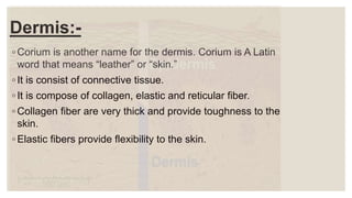 Dermis:-
◦ Corium is another name for the dermis. Corium is A Latin
word that means “leather” or “skin.”
◦ It is consist of connective tissue.
◦ It is compose of collagen, elastic and reticular fiber.
◦ Collagen fiber are very thick and provide toughness to the
skin.
◦ Elastic fibers provide flexibility to the skin.
 