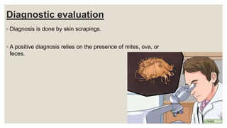 Diagnostic evaluation
◦ Diagnosis is done by skin scrapings.
◦ A positive diagnosis relies on the presence of mites, ova, or
feces.
 