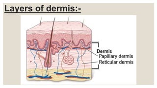 Layers of dermis:-
 