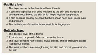 ◦ Papillary layer
1.This layer connects the dermis to the epidermis
2.It contains capillaries that bring nutrients to the skin and increase or
decrease blood flow to the skin which helps regulate temperature
3.It also contains sensory neurons that help sense heat, cold, touch, pain,
and pressure
4.This is the layer of skin that is responsible for fingerprints
◦ Reticular layer
1.The deepest level of the dermis
2.A thick layer composed of dense connective tissue
3.This layer contains hair follicles, sweat glands, and oil-producing glands
(sebaceous glands)
4.The main functions are strengthening the skin and providing elasticity to
the skin
 