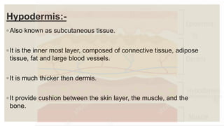 Hypodermis:-
◦ Also known as subcutaneous tissue.
◦ It is the inner most layer, composed of connective tissue, adipose
tissue, fat and large blood vessels.
◦ It is much thicker then dermis.
◦ It provide cushion between the skin layer, the muscle, and the
bone.
 