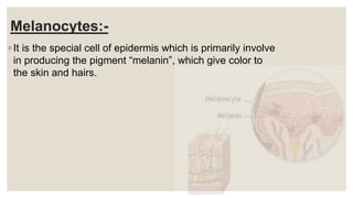 Melanocytes:-
◦ It is the special cell of epidermis which is primarily involve
in producing the pigment “melanin”, which give color to
the skin and hairs.
 