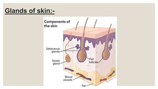 Glands of skin:-
 