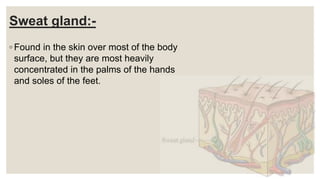 Sweat gland:-
◦ Found in the skin over most of the body
surface, but they are most heavily
concentrated in the palms of the hands
and soles of the feet.
 