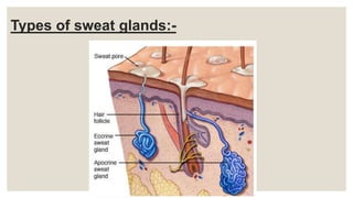 Types of sweat glands:-
 
