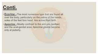 Conti.
◦ Eccrine - The most numerous type that are found all
over the body, particularly on the palms of the hands,
soles of the feet fore head. Are active from birth.
◦ Apocrine - Mostly confined to the arm pits (axillae)
and the anal-genital area. Apocrine glands become
only at puberty.
 