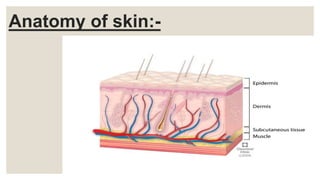 Anatomy of skin:-
 