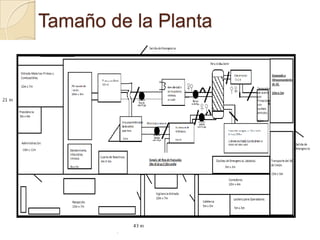 Tamaño de la Planta
 