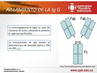 AISLAMIENTO DE LA Ig G


 La inmunoglobulina G (IgG) se aisló de
 muestras de suero, utilizando la proteína
 A- agarosa/ purificación.


 La concentración de IgG aislada se
 determinó por de densidad óptica a 280
 nm (OD 280 ).




                                             http://temasdebioquimica.wordpress.com
 