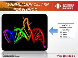MODIFICACIÓN DEL ARN
   POR El ONOO -


                            ONOO - a
                        concentraciones
                             variables
                       • 0,8 mmol / L
                       • 1,4 mmol / L
                       • 2,0 mmol / L
 