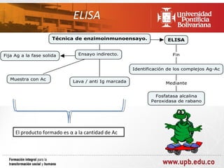 ELISA




El producto formado es α a la cantidad de Ac
 
