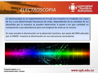 ELECTROSCOPIA
La electroscopia es un experimento en el cual una muestra es irradiada con rayos
 La electroscopia es un experimento en el cual una muestra es irradiada con rayos
de luz aauna determinada frecuencia de onda, dependiendo de la cantidad de luz
 de luz una determinada frecuencia de onda, dependiendo de la cantidad de luz
absorbida por la muestra se pueden determinar si posee yy en que cantidad un
 absorbida por la muestra se pueden determinar si posee en que cantidad un
componente cuya absorbancia para esa longitud de onda ya se conoce.
 componente cuya absorbancia para esa longitud de onda ya se conoce.

En este estudio la disminución en la absorción lumínica por parte del RNA alterado
 En este estudio la disminución en la absorción lumínica por parte del RNA alterado
por el ONOO- muestra la disminución en sus estructuras secundarias.
 por el ONOO- muestra la disminución en sus estructuras secundarias.
 