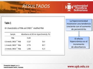 RESULTADOS

                La hipercromicidad
                 La hipercromicidad
             mostraron una tendencia
              mostraron una tendencia
             creciente con el aumento
              creciente con el aumento
                  de peroxinitrito
                   de peroxinitrito



                      El efecto
                       El efecto
                hipercrómico es el
                 hipercrómico es el
                    incremento
                     incremento
                 de absorbancia
                  de absorbancia
 