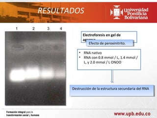 RESULTADOS

             Electroforesis en gel de
             agarosa.
                 Efecto de peroxinitrito.
                  Efecto de peroxinitrito.

           • RNA nativo
           • RNA con 0.8 mmol / L, 1.4 mmol /
             L, y 2.0 mmol / L ONOO -




       Destrucción de la estructura secundaria del RNA
        Destrucción de la estructura secundaria del RNA
 