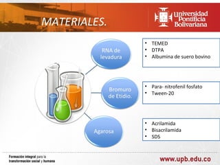 MATERIALES.
              • TEMED
              • DTPA
              • Albumina de suero bovino




              • Para- nitrofenil fosfato
              • Tween-20




              • Acrilamida
              • Bisacrilamida
              • SDS
 