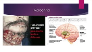 Maconha
 