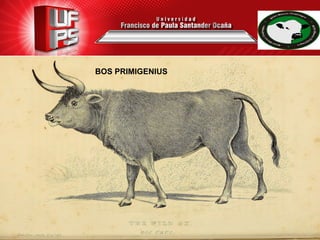 “ BOS PRIMIGENIUS
 