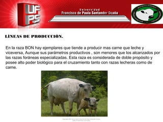 LÍNEAS DE PRODUCCIÓN.
En la raza BON hay ejemplares que tiende a producir mas carne que leche y
viceversa, Aunque sus parámetros productivos , son menores que los alcanzados por
las razas foráneas especializadas. Esta raza es considerada de doble propósito y
posee alto poder biológico para el cruzamiento tanto con razas lecheras como de
carne.
 