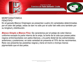 MORFOANATOMICA
FENOTIPO
En el ganado Blanco Orejinegro se presentan cuatro (4) variedades determinadas
por el color del pelaje, estas se dan no sólo por el color del vello sino también por
su longitud y distribución.
Blanco Simple o Blanco Fino: Se caracteriza por el pelaje de color blanco
uniforme excepto la parte interna de la oreja, la borla de la cola que posee pelos
negros entremezclados con pelos blancos, y la parte distal de las extremidades
anteriores y posteriores; en esta variedad se presenta el 70% de los nacimientos.
Rara vez presenta las pestañas negras y tiene el morro o trompa menos
pigmentado que el dos pelos.
 