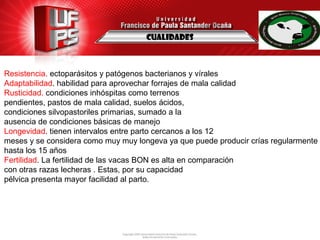 cualidades
Resistencia. ectoparásitos y patógenos bacterianos y vírales
Adaptabilidad. habilidad para aprovechar forrajes de mala calidad
Rusticidad. condiciones inhóspitas como terrenos
pendientes, pastos de mala calidad, suelos ácidos,
condiciones silvopastoriles primarias, sumado a la
ausencia de condiciones básicas de manejo
Longevidad. tienen intervalos entre parto cercanos a los 12
meses y se considera como muy muy longeva ya que puede producir crías regularmente
hasta los 15 años
Fertilidad. La fertilidad de las vacas BON es alta en comparación
con otras razas lecheras . Estas, por su capacidad
pélvica presenta mayor facilidad al parto.
 