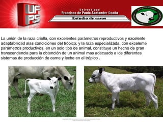 Estudio de casos
La unión de la raza criolla, con excelentes parámetros reproductivos y excelente
adaptabilidad alas condiciones del trópico, y la raza especializada, con excelente
parámetros productivos, en un solo tipo de animal, constituye un hecho de gran
transcendencia para la obtención de un animal mas adecuado a los diferentes
sistemas de producción de carne y leche en el trópico .
 