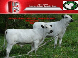 ESTUDIO GENEALOGICO DEL GANADO BLANCO
OREJINEGRO
BON
 
