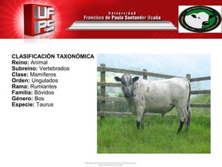 CLASIFICACIÓN TAXONÓMICA
Reino: Animal
Subreino: Vertebrados
Clase: Mamíferos
Orden: Ungulados
Rama: Rumiantes
Familia: Bóvidos
Género: Bos
Especie: Taurus
 