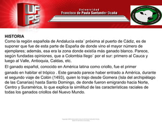 HISTORIA
Como la región española de Andalucía esta´ próxima al puerto de Cádiz, es de
suponer que fue de esta parte de España de donde vino el mayor número de
ejemplares; además, esa era la zona donde existía más ganado blanco. Parece,
según fundadas opiniones, que a Colombia lIego´ por el sur: primero al Cauca y
luego al Valle, Antioquia, Caldas, etc.
El ganado español, conocido en América latina como criollo, fue el primer
ganado en habitar el trópico . Este ganado parece haber entrado a América, durante
el segundo viaje de Colón (1493), quien lo trajo desde Gomera (Isla del archipiélago
de las Canarias) hasta Santo Domingo, de donde fueron emigrando hacia Norte,
Centro y Suramérica, lo que explica la similitud de las características raciales de
todas los ganados criollos del Nuevo Mundo.
 