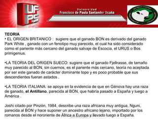 TEORIA
• EL ORIGEN BRITANICO : sugiere que el ganado BON es derivado del ganado
Park White , ganado con un fenotipo muy parecido, el cual ha sido considerado
como el pariente más cercano del ganado salvaje de Escocia, el URUS o Bos
primigenius.
•LA TEORIA DEL ORIGEN SUECO: sugiere que el ganado Fjellrasse, de tamaño
muy parecido al BON, sin cuernos, es el pariente más cercano, teoría no aceptada
por ser este ganado de carácter dominante topo y es poco probable que sus
descendientes fueran astados .
•LA TEORIA ITALIANA: se apoya en la evidencia de que en Génova hay una raza
de ganado, el Antillano, parecida al BON, que habría pasado a España y luego a
América .
Joshi citado por Pinzón, 1984, describe una raza africana muy antigua, Nguni,
parecida al BON y hace suponer un ancestro africano lejano, importado por los
romanos desde el nororiente de África a Europa y llevado luego a España.
 