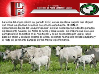 La teoría del origen ibérico del ganado BON; la más aceptada, sugiere que al igual
que todos los ganados europeos que poseen capa blanca, el BON es
descendiente directo del “Bos primigenius”, del que descenderían todos los ganados
del Occidente Asiático, del Norte de África y toda Europa. Se propone que este Bos
primigenius se domesticó en el Asia Menor y de allí se dispersó por Egipto, luego
paso a Fenicia y después al norte de África, de donde habría sido llevado a España y
al resto del continente Europeo por los Moros y los Romanos.
 